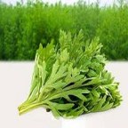 Global Artemisinin Market 2019 Sanofi, KPC Pharmaceuticals, Inc, Guangxi Xiancaotang Pharmaceutical Co., LTD