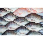 Global Tilapia Market Outlook 2019-2024: China, Egypt, USA, Indonesia, Philippines, Thailand, Brazil, Viet Nam